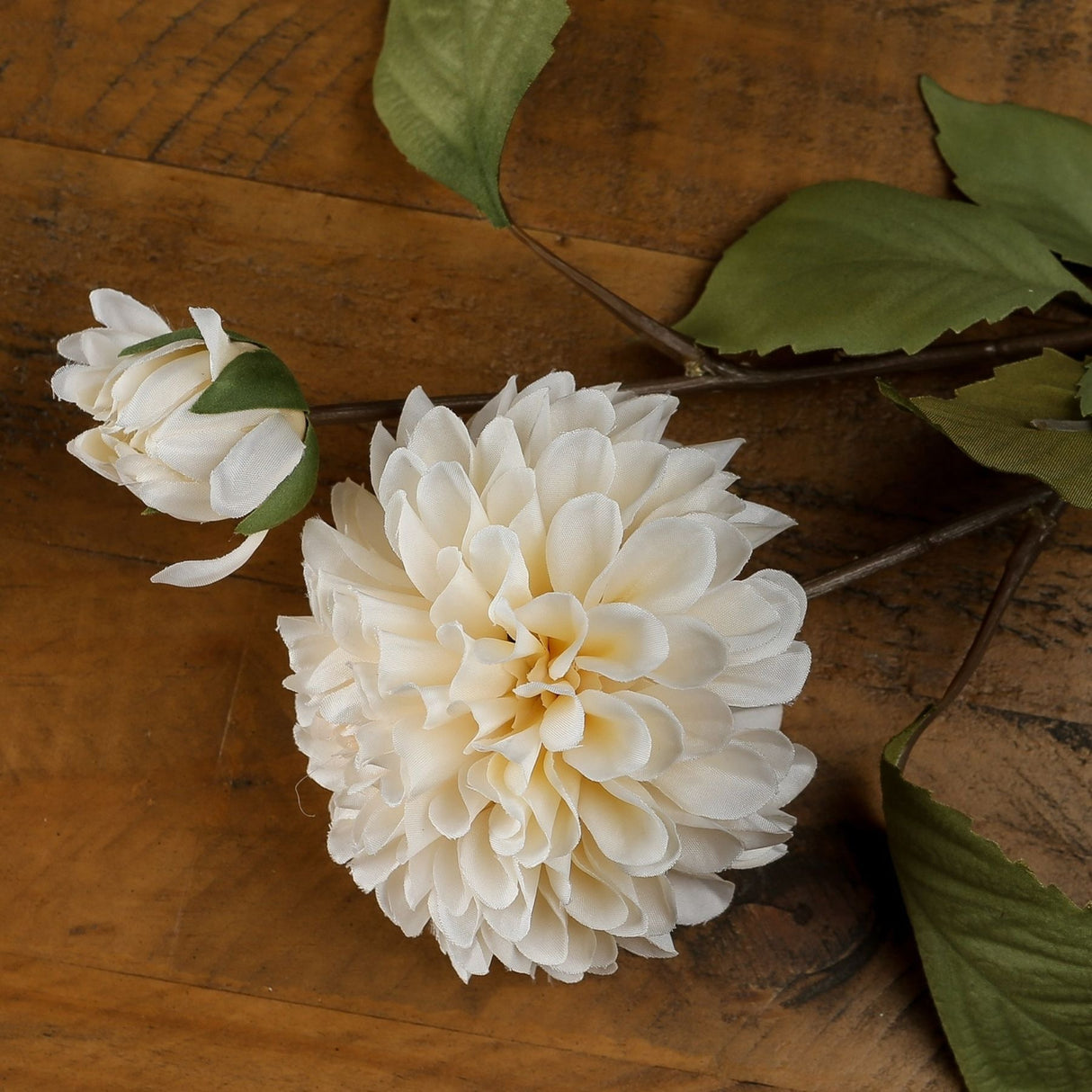 white dahlia stem