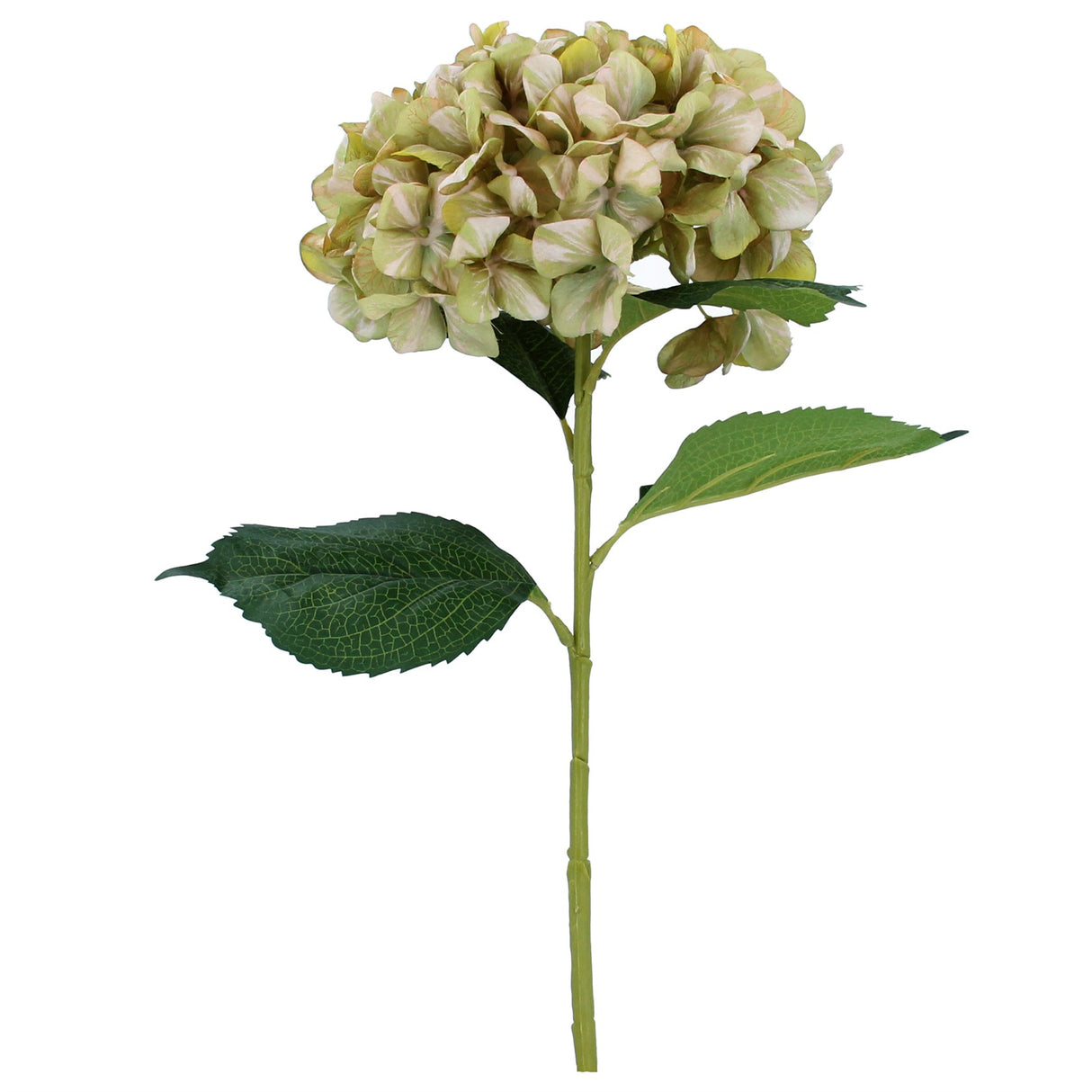 Antiqued Green Giant Hydrangea