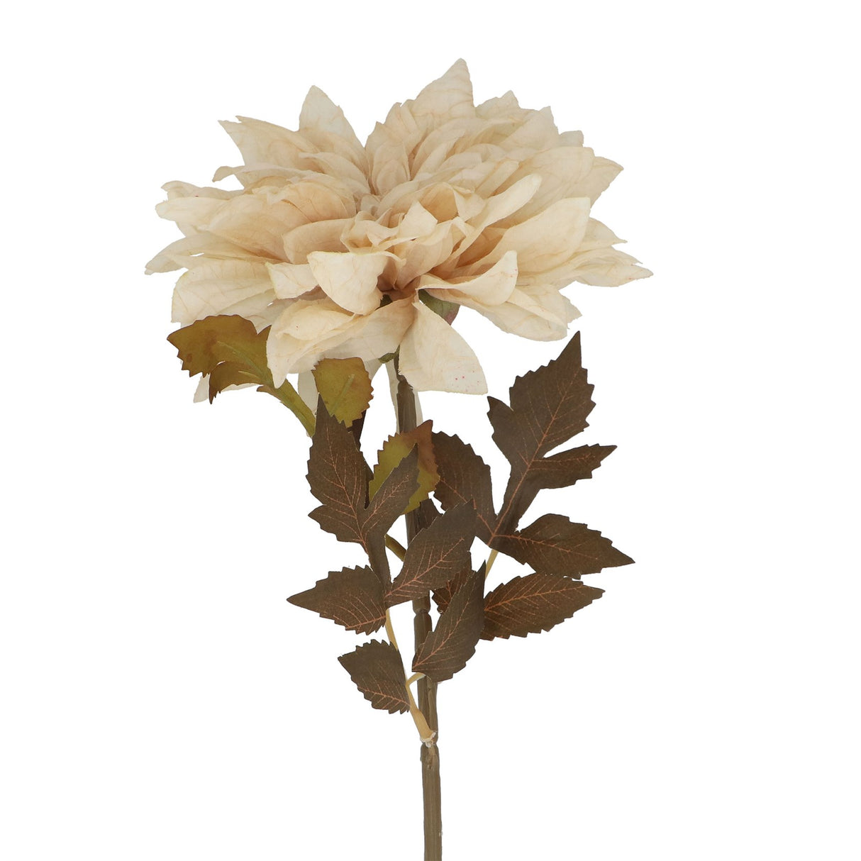 Antique Cream Dahlia