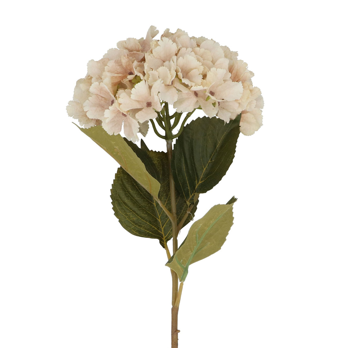 Antiqued Cream Giant Hydrangea