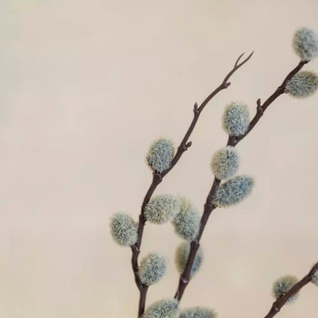 Pussy Willow