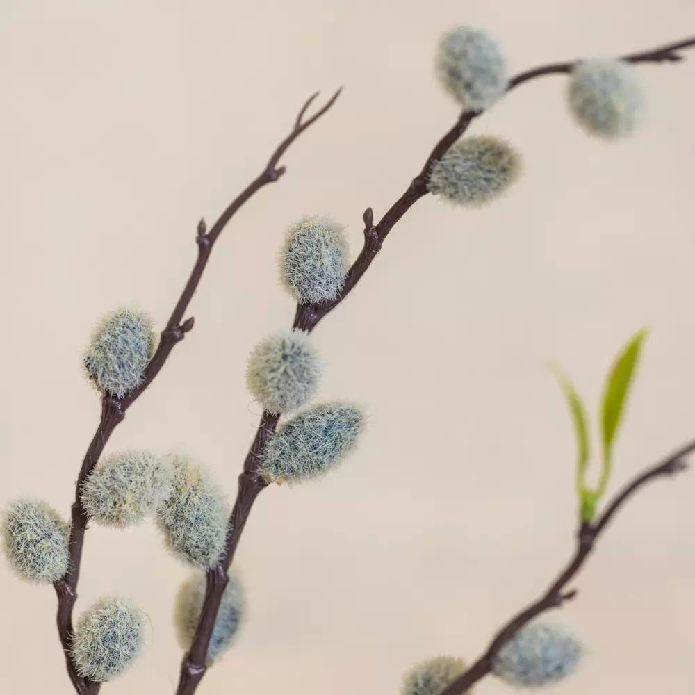 Pussy Willow