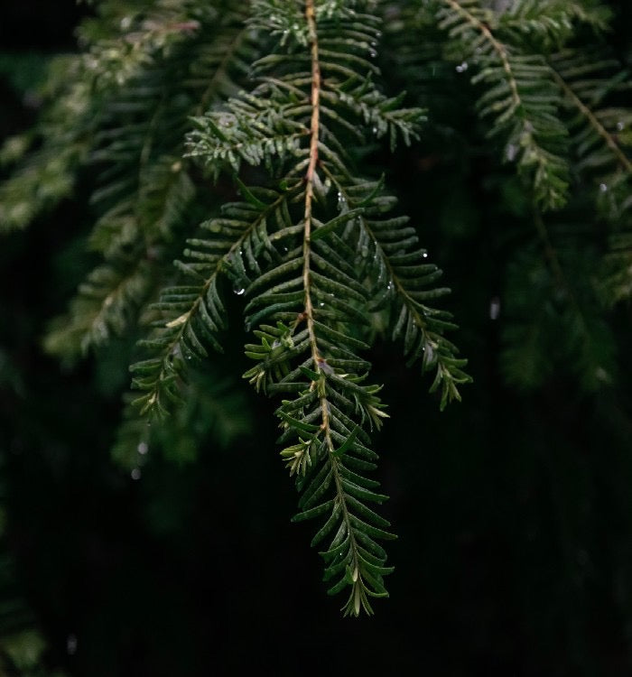 Winter Pine Candle - Loyal Luxury Candles