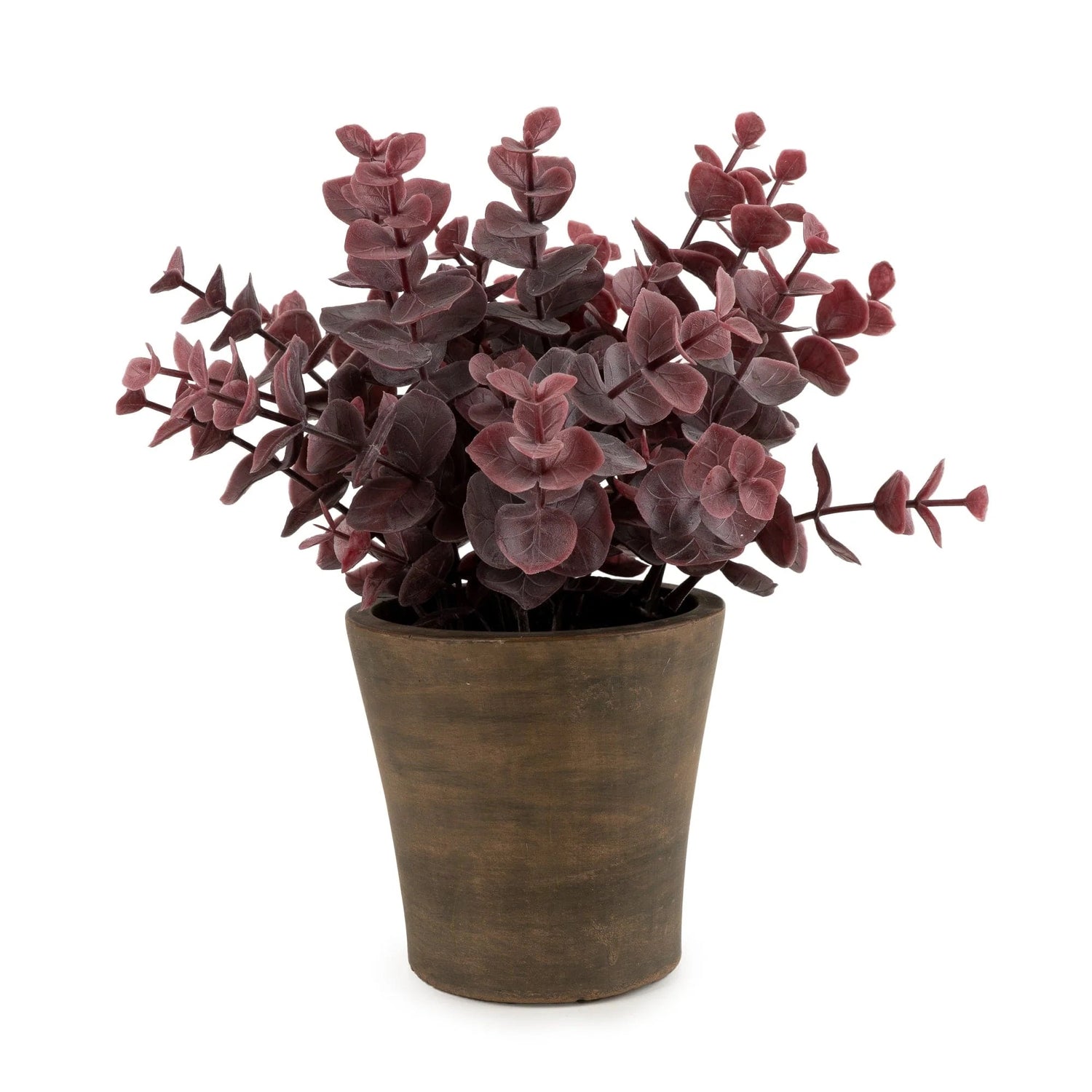23cm Eucalyptus in Pot - Purple