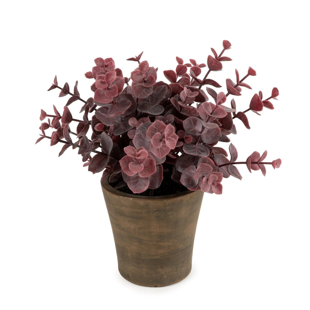 23cm Eucalyptus in Pot - Purple