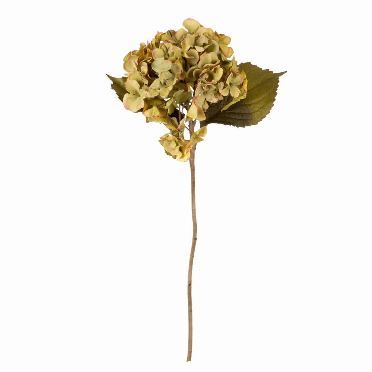 Hydrangea - Olive