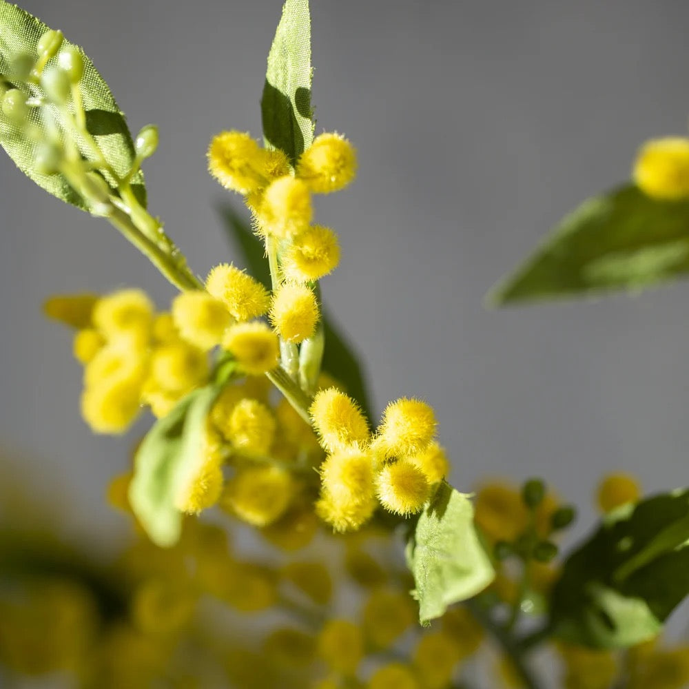 Mimosa Spray