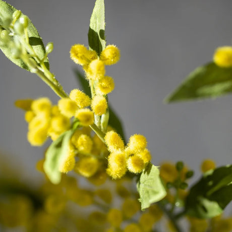 Mimosa Spray