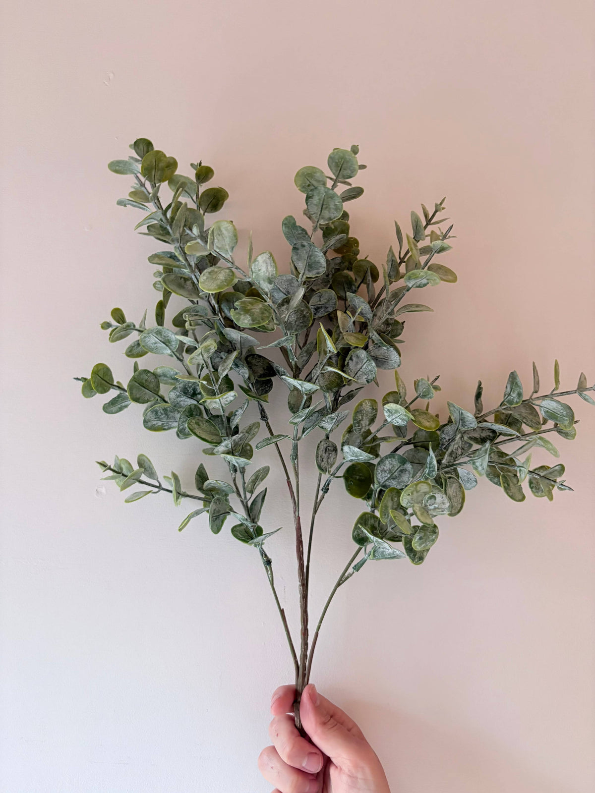 Gum Drop Eucalyptus Stem
