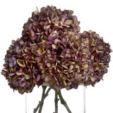 Autumn Burgundy  Hydrangea