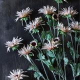 Abigail Ahern -Artificial Chrysanthemum, Blush