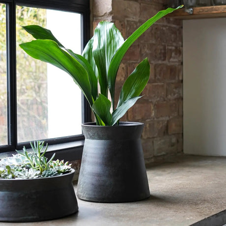 Royal Botanic Gardens, Kew Ceramic Statement Planter Bowl