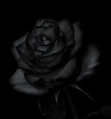 Oud & Black Rose Candle - Loyal luxury Candles