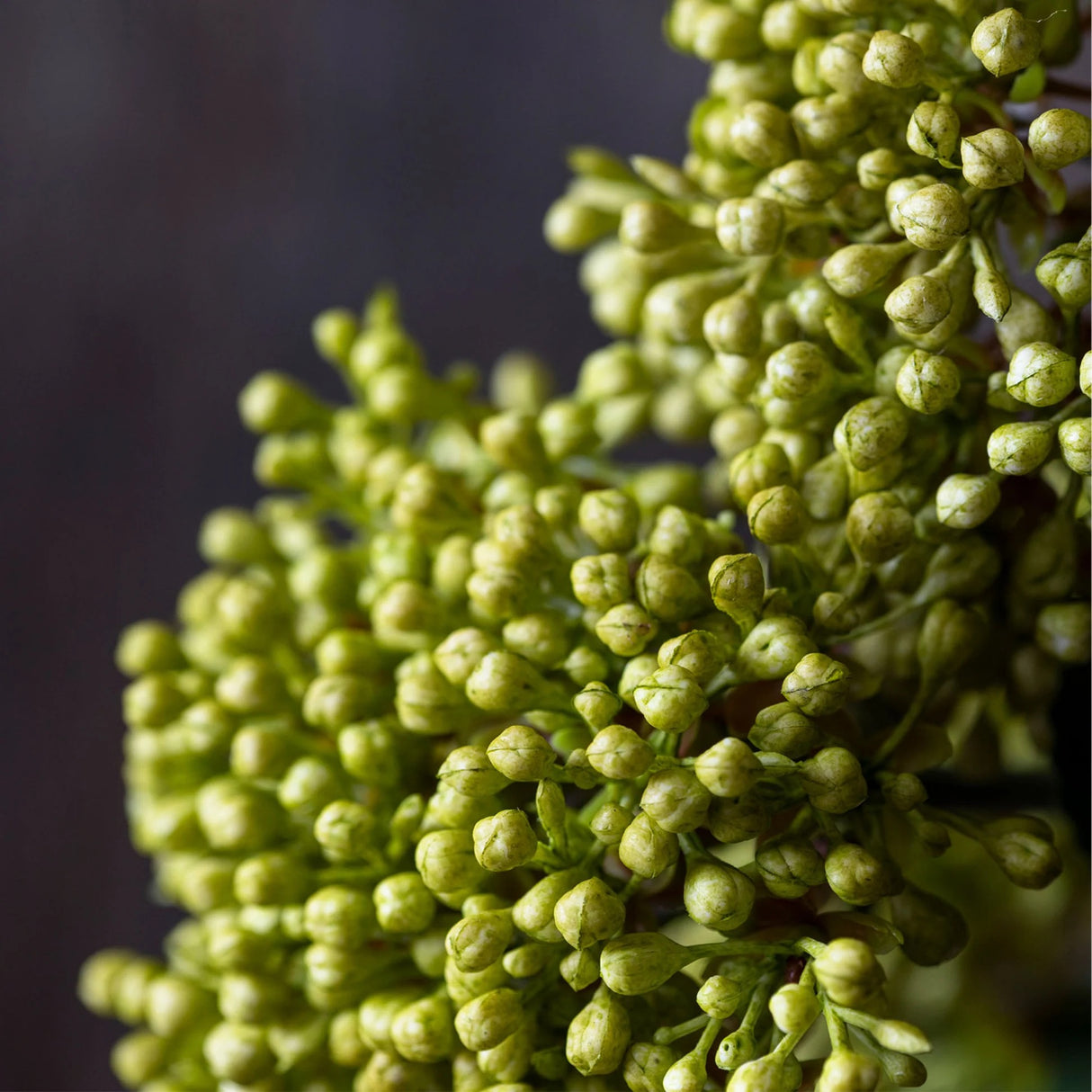 Artificial Viburnum, Olive - ABIGAIL AHERN