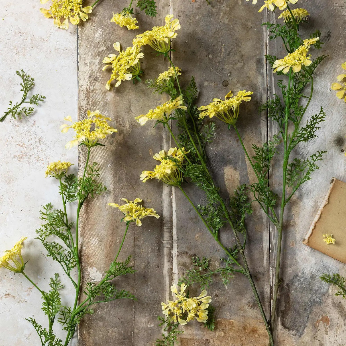 Artificial Wild Dill - Abigail Ahern