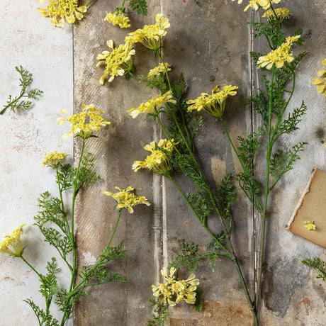 Artificial Wild Dill - Abigail Ahern