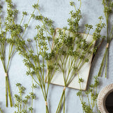Artificial Succulent Bunch, Green- Abigail Ahern