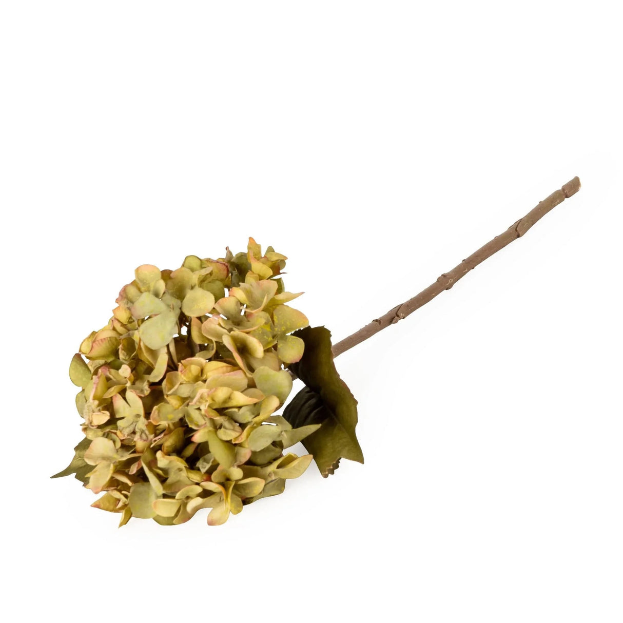 Hydrangea - Olive